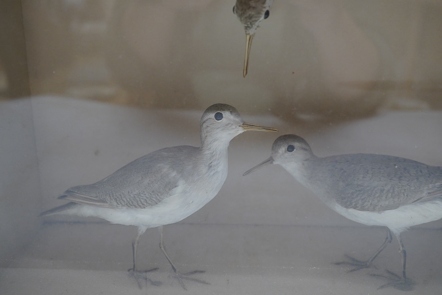 A cased taxidermy group of three Common Sandpipers from the ‘Frank & Millie Bells’ collection, case measures 38cm wide. Condition - good